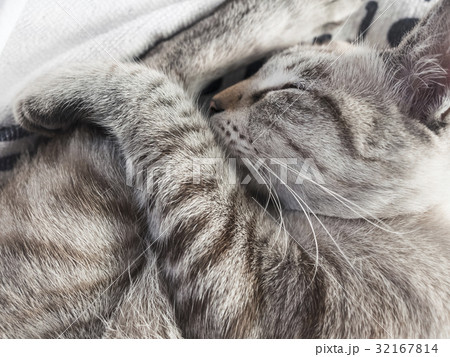 Sleeping Cat Relax Comfortable close up 32167814