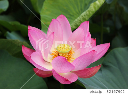 艶やかな花びらの蓮の花(3) 32167902