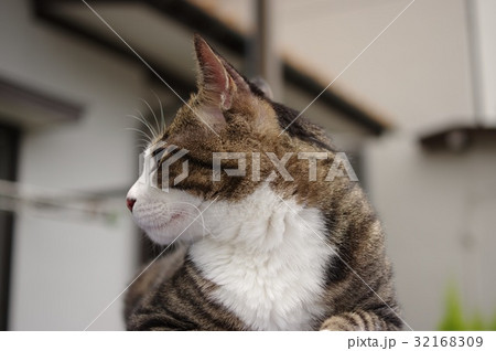猫 横顔アップ 猫 横顔アップ 32168309