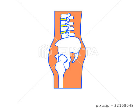 後傾した骨盤のイラスト素材