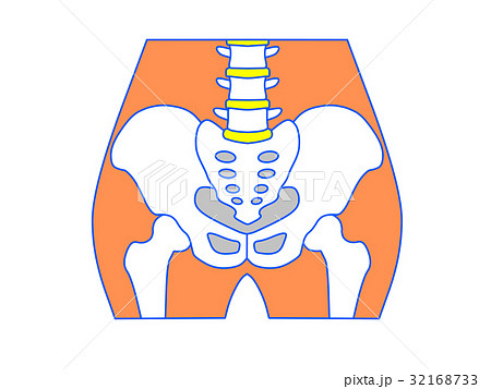 広がった骨盤のイラスト素材