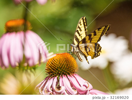 Yellow and Black Monarch Butterfly on a Flower 32169020