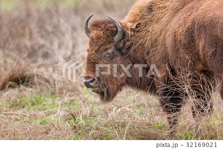 Bison Buffalo Portrait 32169021