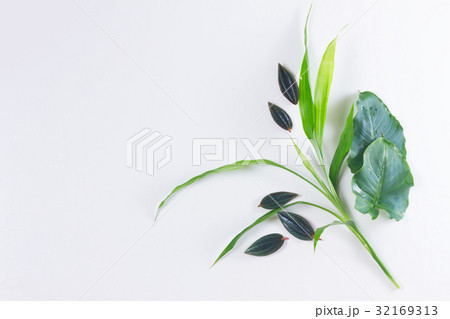 fresh green leaves 32169313