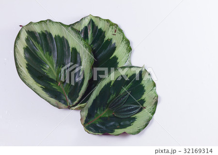 fresh green leaves 32169314