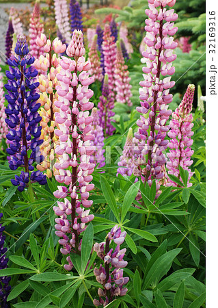 ルピナス 32169316