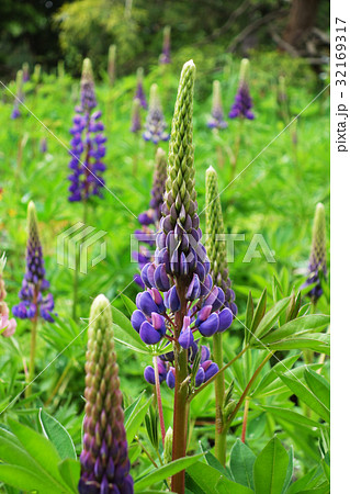 ルピナス 32169317