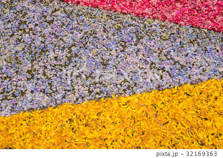 flowers petals background 32169363