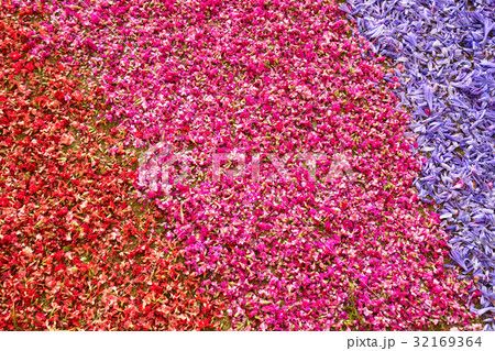 flowers petals background 32169364