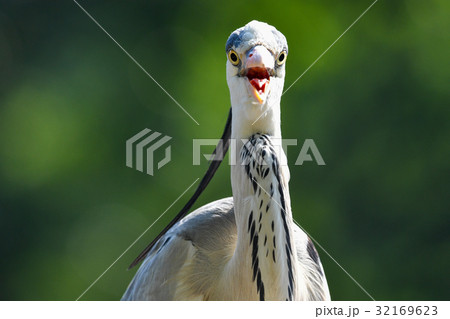 【動物】アオサギ（５） 32169623