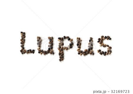 ルピナスの種 ルピナスの語源 Lupus ルピナスの種 ルピナスの語源 Lupus 32169723