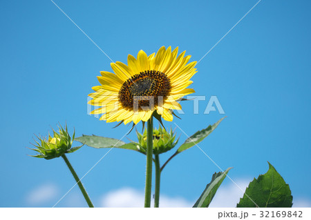 ひまわり ひまわり 32169842