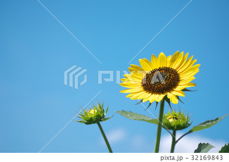 ひまわり ひまわり 32169843