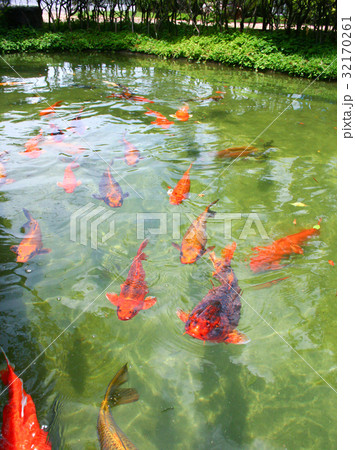 Japanese variegated carps swimming Japanese variegated carps swimming 32170261