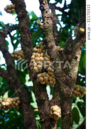 Wollongong delicius fruit Thailand 32170315