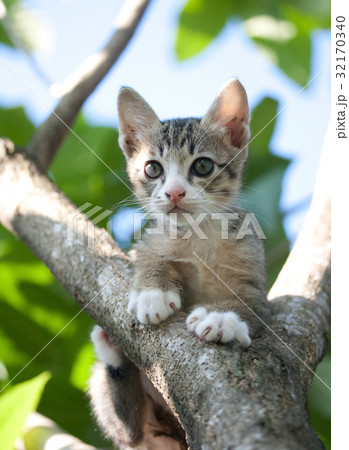 adorable cat kitten adorable cat kitten 32170340