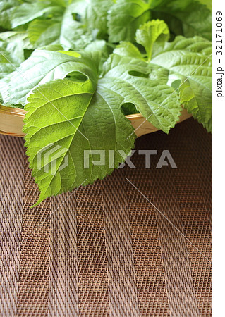 桑の葉 桑の葉 32171069