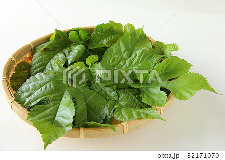 桑の葉 32171070
