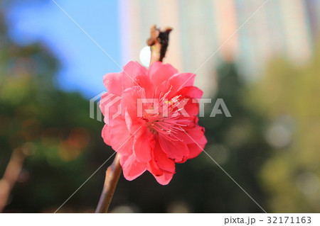 Prunus mume Prunus mume 32171163