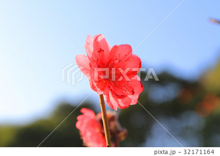 Prunus mume 32171164