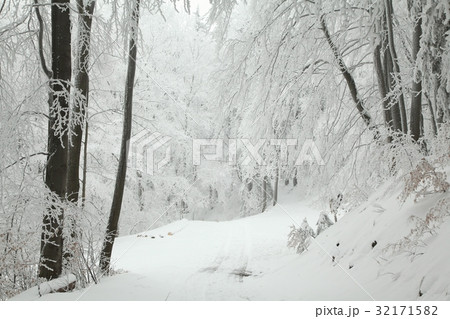 Forest trail among frosted trees during a snowfall Forest trail among frosted trees during a snowfall 32171582