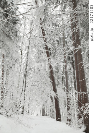 Forest trail among frosted trees Forest trail among frosted trees 32171585