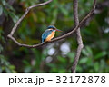 枝の上のカワセミ 枝の上のカワセミ 32172878