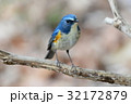 枝の上のルリビタキ 枝の上のルリビタキ 32172879