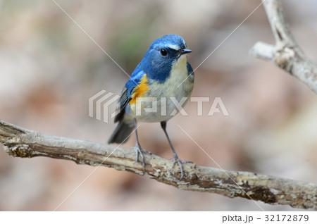 枝の上のルリビタキ 32172879