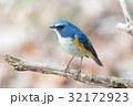 枝の上のルリビタキ 枝の上のルリビタキ 32172923