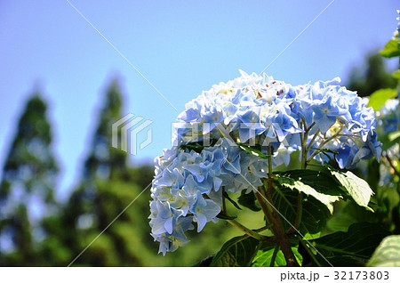 青空とあじさい 青空とあじさい 32173803