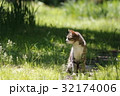 野良猫 32174006
