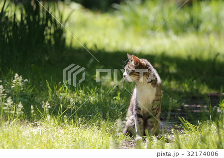 野良猫 野良猫 32174006