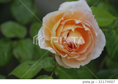 アブラハムダービー アブラハムダービー 32174007