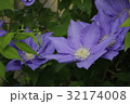 クレマチス 32174008
