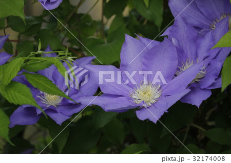 クレマチス クレマチス 32174008
