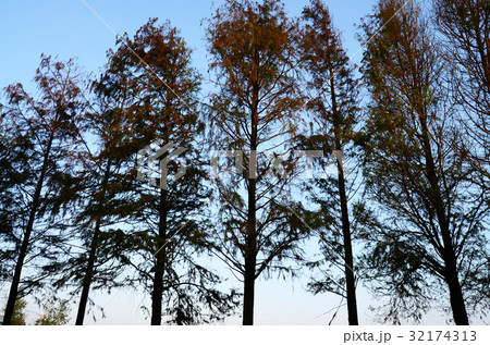 Bald cypress tree 32174313