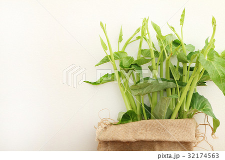 Morning glory 32174563