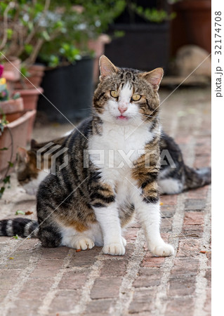 curious cat in tuscany portrait 32174708
