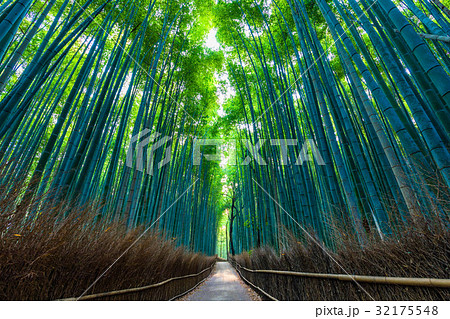 京都 嵯峨野の竹林 京都 嵯峨野の竹林 32175548