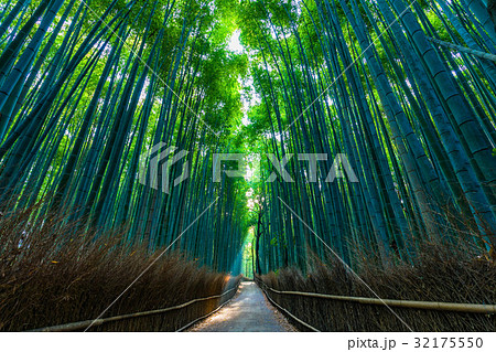 京都 嵯峨野の竹林 京都 嵯峨野の竹林 32175550