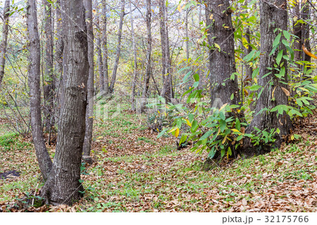 The Autumn Forest The Autumn Forest 32175766