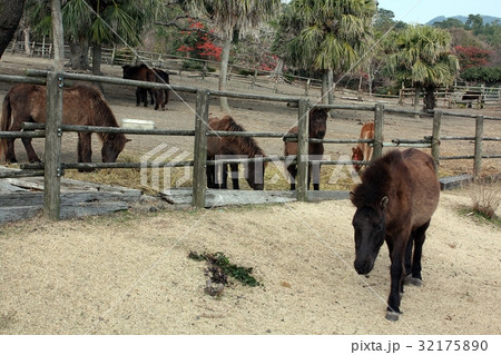開聞山麓自然公園のトカラ馬 32175890