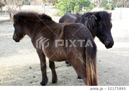 開聞山麓自然公園のトカラ馬 32175893