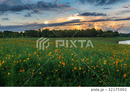 Flower field during beautiful sunset Flower field during beautiful sunset 32175902