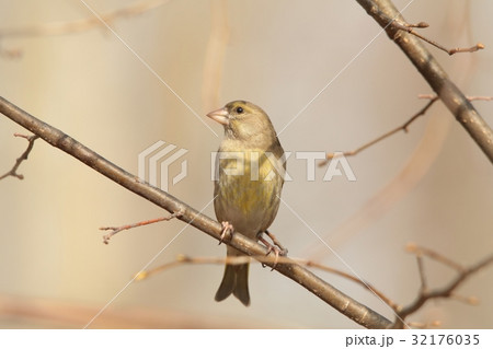 Female Greenfinch (Carduelis chloris) on a twig 32176035