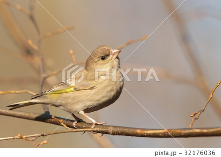 Female Greenfinch (Carduelis chloris) on a twig Female Greenfinch (Carduelis chloris) on a twig 32176036