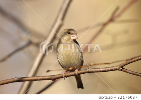 Female Greenfinch (Carduelis chloris) on a twig 32176037
