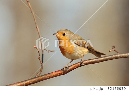 European Robin (Erithacus rubecula) on a twig  32176039