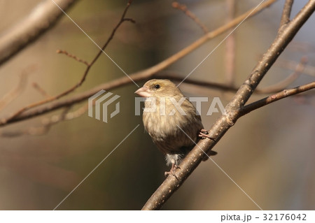 Female Greenfinch (Carduelis chloris) on a twig 32176042